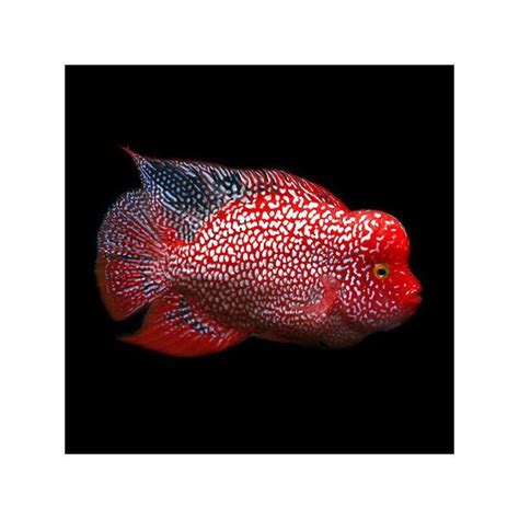 花羅漢品種|市售花羅漢系列圖鑑(Cichlasoma spp/Flowerhorn fish。